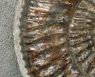 Russian Ammonite (Speetoniceras) - Argyllite Base #15593-4